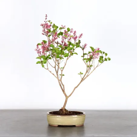 Chinese lilac "Syringa Red Pixie" 1-2