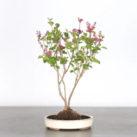 Chinese lilac "Syringa Red Pixie" 1-3