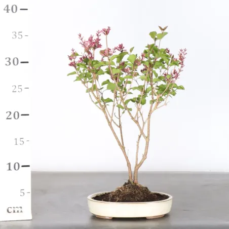 image supplémentaire - LILAS DE CHINE "SYRINGA RED...