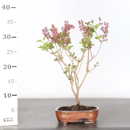 image supplémentaire - Chinese lilac "Syringa Red...