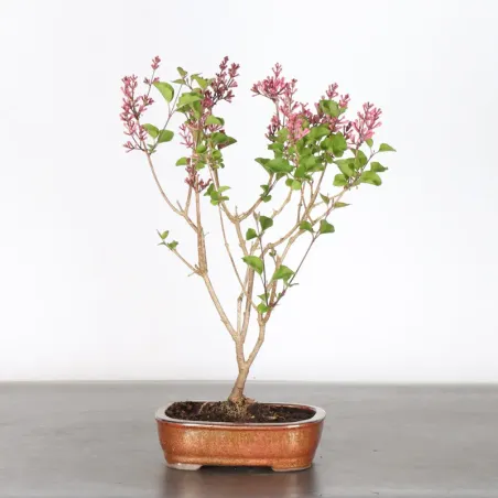 LILAS DE CHINE "SYRINGA RED PIXIE" 1-4