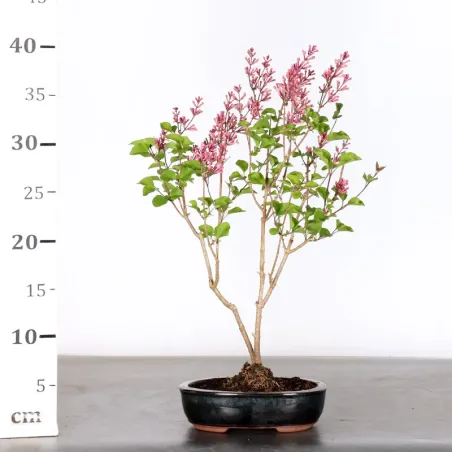 image supplémentaire - LILAS DE CHINE "SYRINGA RED...