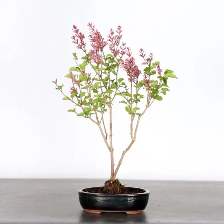Chinese lilac "Syringa Red Pixie" 1-5