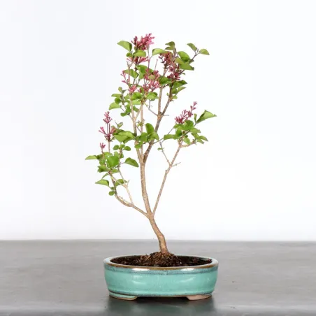 Chinese lilac "Syringa Red Pixie" 1-6