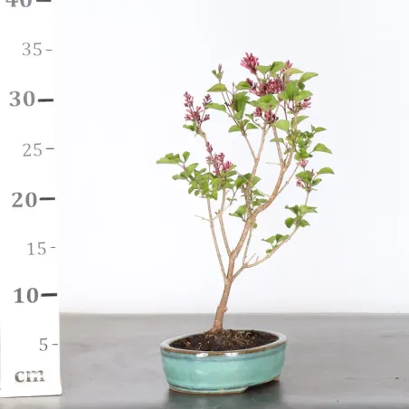 image supplémentaire - LILAS DE CHINE "SYRINGA RED...