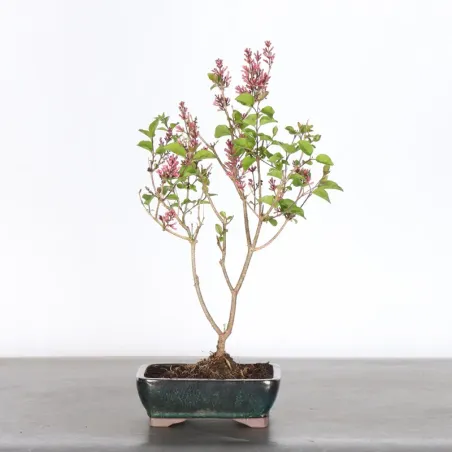 Chinese lilac "Syringa Red Pixie" 1-7