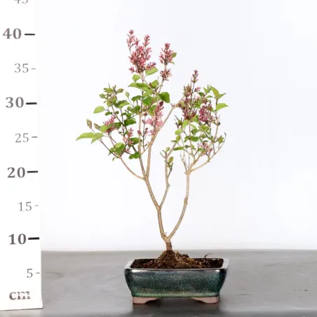 image supplémentaire - Chinese lilac "Syringa Red...