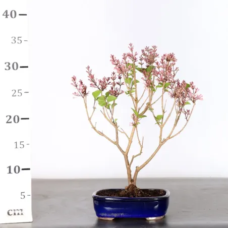 image supplémentaire - LILAS DE CHINE "SYRINGA RED...