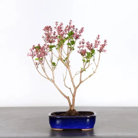 Chinese lilac "Syringa Red Pixie" 1-8
