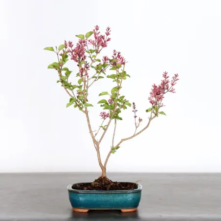 Chinese lilac "Syringa Red Pixie" 1-9