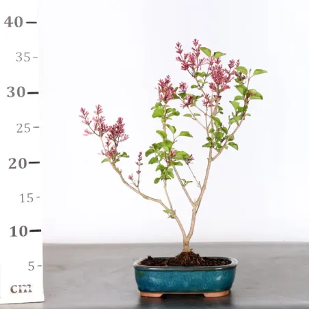 image supplémentaire - LILAS DE CHINE "SYRINGA RED...