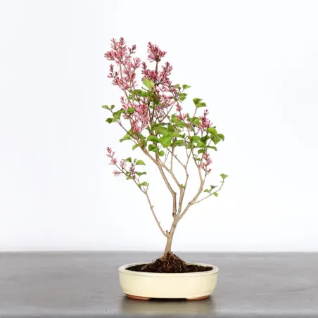 Chinese lilac "Syringa Red Pixie" 1-10