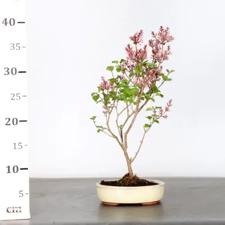 image supplémentaire - Chinese lilac "Syringa Red...