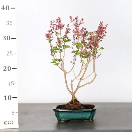 image supplémentaire - LILAS DE CHINE "SYRINGA RED...