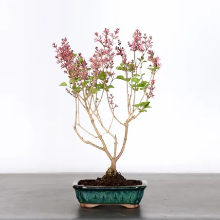 Chinese lilac "Syringa Red Pixie" 1-11