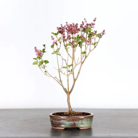 Chinese lilac "Syringa Red Pixie" 1-12