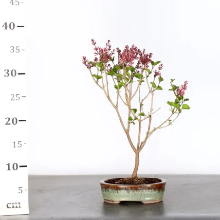 image supplémentaire - Chinese lilac "Syringa Red...