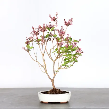 Chinese lilac "Syringa Red Pixie" 1-13