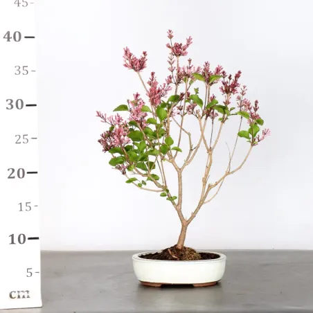 image supplémentaire - Chinese lilac "Syringa Red...