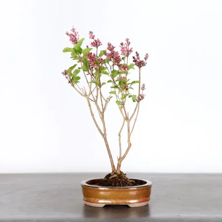 LILAS DE CHINE "SYRINGA RED PIXIE" 1-14