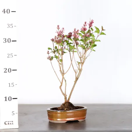 image supplémentaire - LILAS DE CHINE "SYRINGA RED...