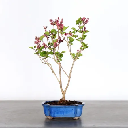 Chinese lilac "Syringa Red Pixie" 1-15