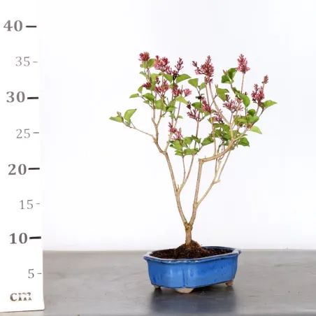 image supplémentaire - Chinese lilac "Syringa Red...