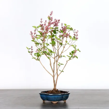 LILAS DE CHINE "SYRINGA RED PIXIE" 1-16