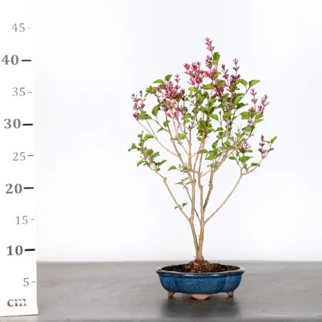 image supplémentaire - LILAS DE CHINE "SYRINGA RED...