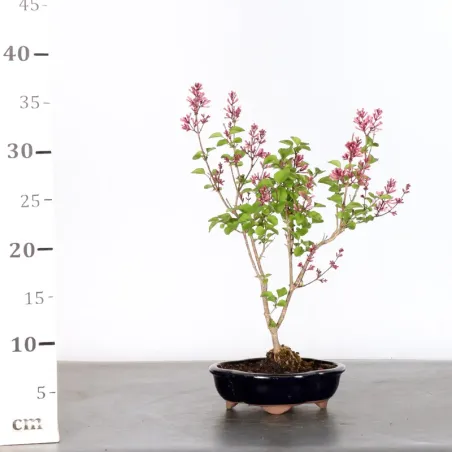 image supplémentaire - Chinese lilac "Syringa Red...