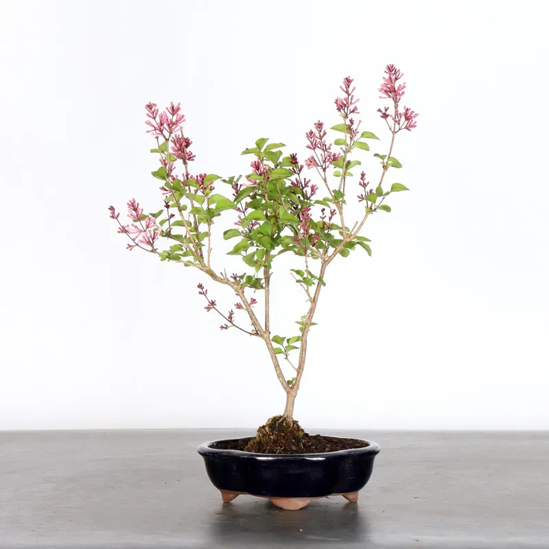 LILAS DE CHINE "SYRINGA RED PIXIE" 1-17