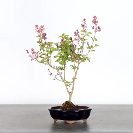Chinese lilac "Syringa Red Pixie" 1-17