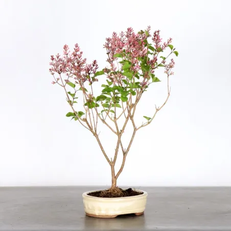 Chinese lilac "Syringa Red Pixie" 1-18