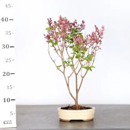 image supplémentaire - Chinese lilac "Syringa Red...