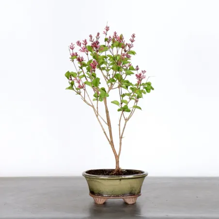 Chinese lilac "Syringa Red Pixie" 1-19