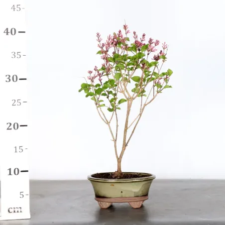 image supplémentaire - Chinese lilac "Syringa Red...