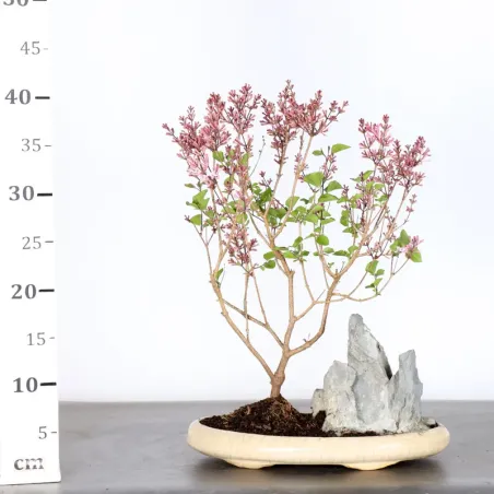 image supplémentaire - LILAS DE CHINE "SYRINGA RED...