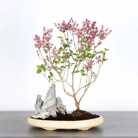 LILAS DE CHINE "SYRINGA RED PIXIE" 1-20