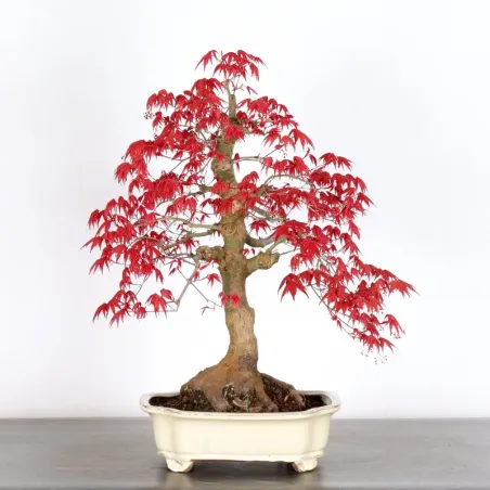 JAPANESE RED MAPLE "ACER DESHOJO" 4-15