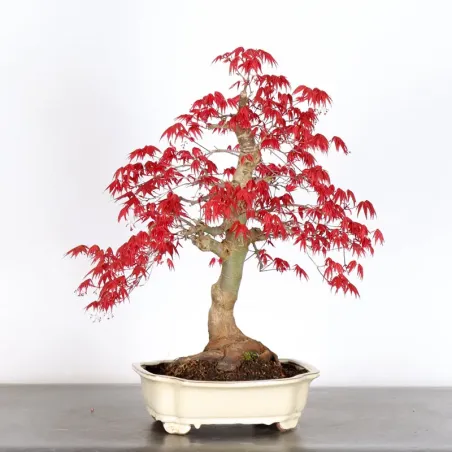 image supplémentaire - ÉRABLE ROUGE DU JAPON "ACER...