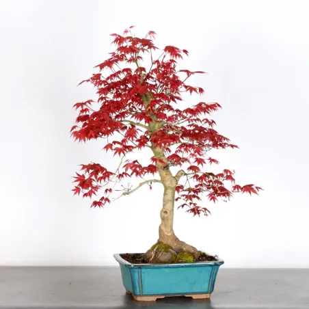 érable rouge du japon "acer deshojo" 4-18