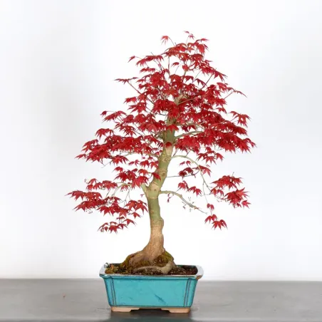 image supplémentaire - Japanese red maple "acer...