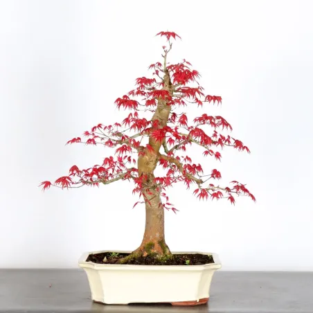 image supplémentaire - ÉRABLE ROUGE DU JAPON "ACER...