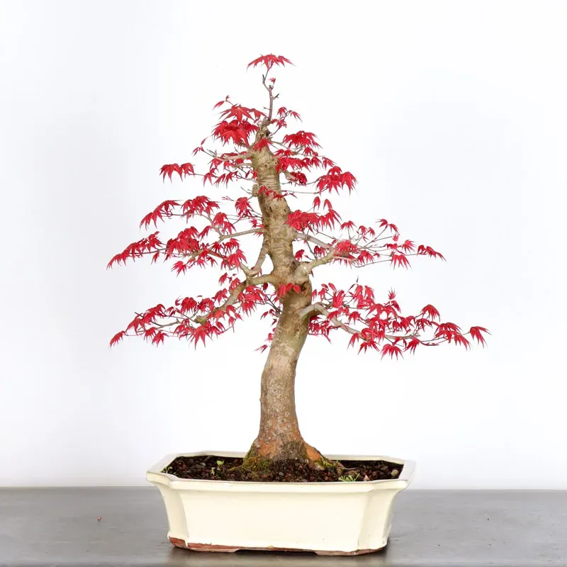 ÉRABLE ROUGE DU JAPON "ACER DESHOJO" 4-7