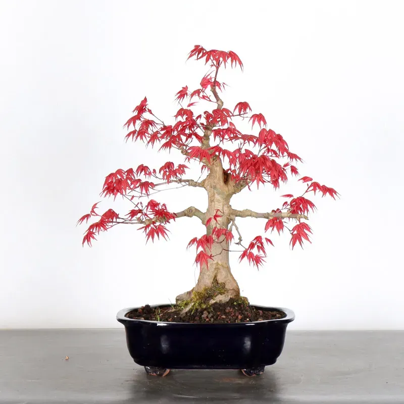 ÉRABLE ROUGE DU JAPON "ACER DESHOJO" 1-18