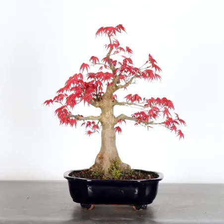 image supplémentaire - JAPANESE RED MAPLE "ACER...