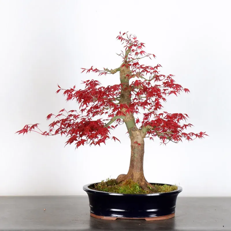 Japanese red maple "acer deshojo" 1-3