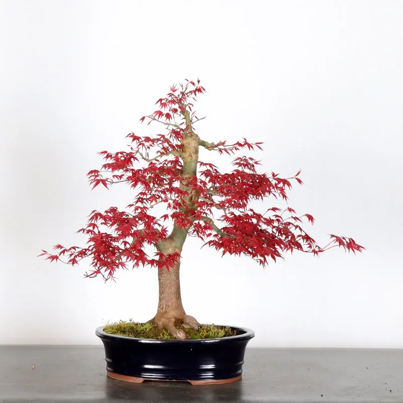 image supplémentaire - Japanese red maple "acer...