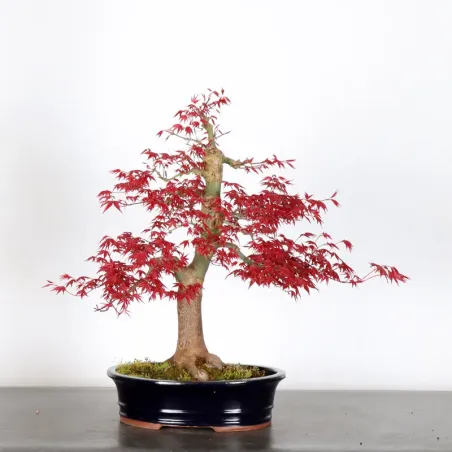 image supplémentaire - érable rouge du japon "acer...