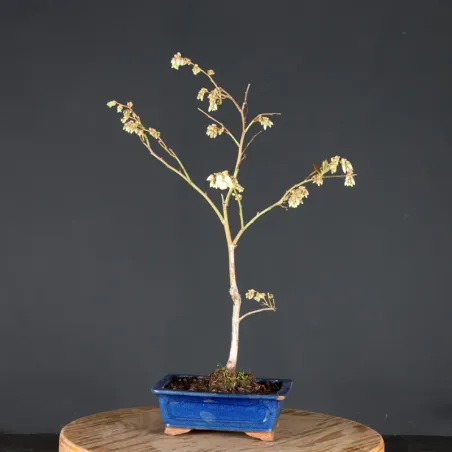 image supplémentaire - Blueberry "VACCINIUM...